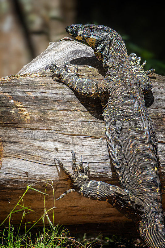 花边巨蜥(Varanus varius)